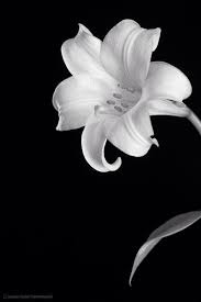 Check spelling or type a new query. White Flower Black Background Art Black Background Photography Black And White Flowers Flowers Black Background