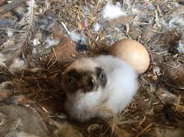 Easy, simply store them in an airtight container in. An Update On The Bearded Vulture Captive Breeding Season Lots Of Eggs Chicks Hatching Now Vulture Conservation Foundation