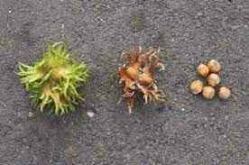 Maybe you would like to learn more about one of these? Small Nut Trees In The Home Fruit And Nut Garden Dave S Garden