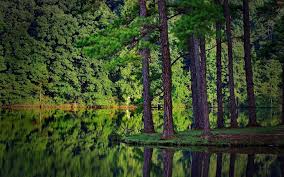 ❤ get the best forest green wallpaper on wallpaperset. Green Forest Wallpapers Wallpaper Cave