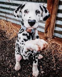 Wiley The Dalmatian Has A Heart On His Nose And People Are In Love Cute Baby Animals Dalmation Puppy Cute Animals