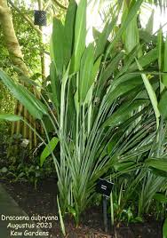 Image result for Dracaena aubryana