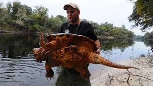 Godzilla snapping turtle vs soda can! Alligator Snapping Turtles Outweigh The Average Human 9 More Amazing Facts
