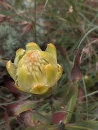 Image result for Protea welwitschii