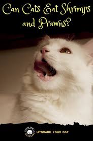 What human food can cats eat, and what not to feed cats. Can Cats Eat Shrimp Or Prawns Upgrade Your Cat Cat Advice Cat Health Care Cats