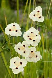 Image result for Dietes