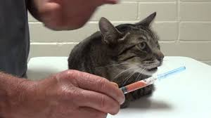 Why is my cat coughing? Cat With Fip Hard Time Breathing Youtube