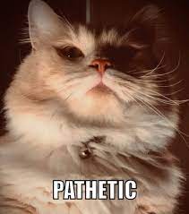 Мемы этого шаблона лидия касюлайтис, cat, pathetic cat (2) Long Lost Brother Of The Pathetic Cat Yay Or Nay 9gag