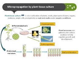 Maybe you would like to learn more about one of these? Micropropagation Using Micro Techniques For Large Scale Plant