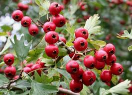 Hawthorn did show benefit for chest pain (angina) in patients with congestive heart failure. Hawthorn For The Heart