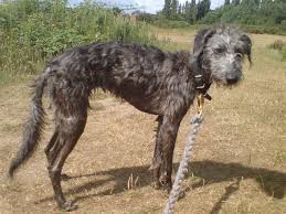 Whiplington Terrier Ile Ilgili Gorsel Sonucu Hundar