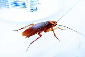 Maybe you would like to learn more about one of these? Palmetto Bug Vs Cockroach What S The Difference Scientists All Myths And Facts Palmetto Bugs Pest Control Cockroaches