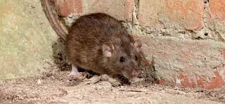 Wooden strip knocked down between floorboards. Are Rats Dangerous
