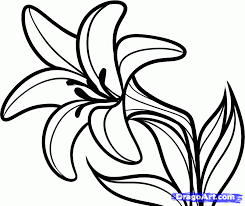 Download Or Print This Amazing Coloring Page Lily Flower Drawing Hd Desktop 10 Hd Wallpapers Aduphoto Lilies Drawing Flower Drawing Images Flower Drawing