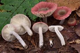 Image result for Russula sp.