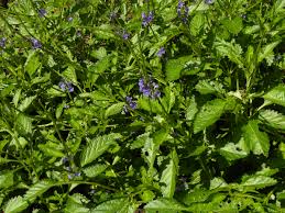 Image result for Stachytarpheta