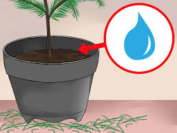 Norfolk island pine is light brown, with red or yellow variations. How To Care For A Norfolk Pine 15 Steps With Pictures Wikihow