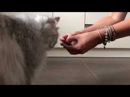 Kedi Bakimi Ve Sagligi Icin Kedi Cimi Yetistirilmesi Youtube