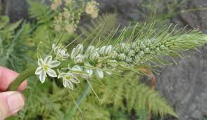 Image result for Albuca nigritana