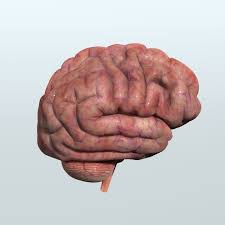 3d Model Human Brain Anatomy Brain Anatomy Human Brain Anatomy Human Brain