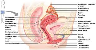 Image Result For Female Reproductive System Labeled Female