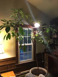Check spelling or type a new query. 5 Yr Old Avocado Tree That I Grew From A Pit Moving Inside For The Winter In Zone 6a Gardening