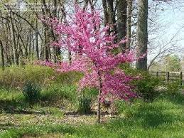 We did not find results for: Eastern Redbud Cercis Canadensis Cultivars Offer Lovely Choices Beyond Red Buds Dave S Garden