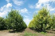 Granny Smith Apple Trees For Sale Online | The Tree Center