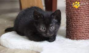 vermittlungstiere diese katzen suchen ein zuhause