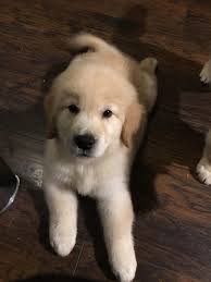 Dog Breeding Quality Golden Retrievers All Breed Professional Dog Grooming About Us