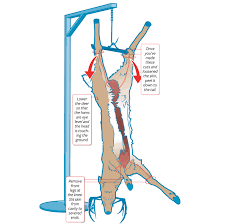 a step by step guide to butchering your own deer field