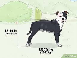 American staffordshire terriers have a confident, impressive presence, so people are surprised to find out how easygoing they are. 3 Ways To Identify An American Staffordshire Terrier Wikihow Pet