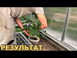 можно ли сажать помидоры по два в лунку видео 23 4 Tomata V Odnu Lunku Ili Kak Formirovat Pomidory V 1 Ili V 2 Steblya Youtube V 2020 G Organicheskoe Sadovodstvo Sadovye Gryadki Ogorod