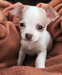 Aren't chihuahua puppies look adorable and funny all the time? Chihuahua Puppy Gallery I Love My Chi