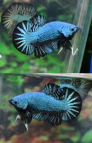 Black dragon hmpk betta patiently flaring ᴴᴰ. Pin On Halfmoon Plakat Bettas