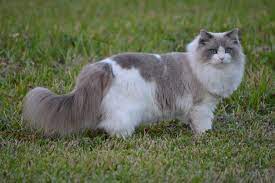 Male and female ragdoll kittens ready for sale they are well trained. Ragdoll Kittens For Sale In Florida Simonsezz Com