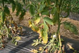 Image result for tomato seedling early blight