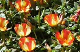 Image result for Portulaca collina