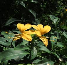 Image result for Barleria galpinii