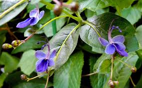 Image result for Rotheca myricoides