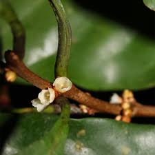 Image result for Pouteria pseudoracemosa