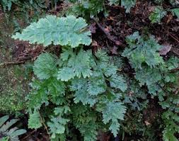 Image result for Vandenboschia