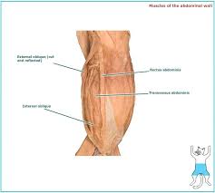 Cat Muscles My Copy Flashcards Chegg Com