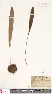 Image result for Elaphoglossum acrostichoides