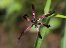 Image result for Iphigenia pauciflora