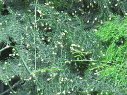 Asparagus Flowers Picture Best Flower Wallpaper
