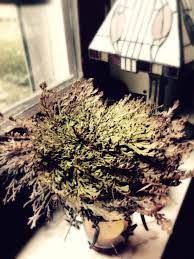 Rose Von Jericho How To Dry Basil Witch Garden Rose