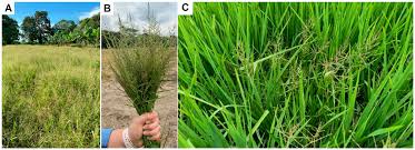 Image result for Steinchisma laxum