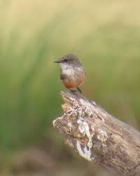 Black Bird With Long Tail Feathers In Texas Female Vermilion Flycatcher Vermilion Flycatcher Flycatcher Birds