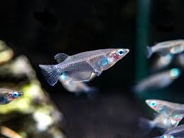 Indian Ricefish Oryzias Dancena Tank Bred Floating Plants Aquatic Arts Breeds
